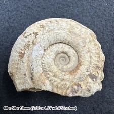 Jurassic ammonite fossil snake