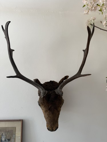 Antique taxidermy stags head - antique,