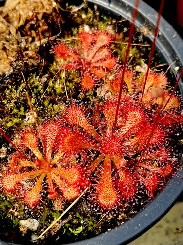 Drosera spatulata carnivorous - drosera,