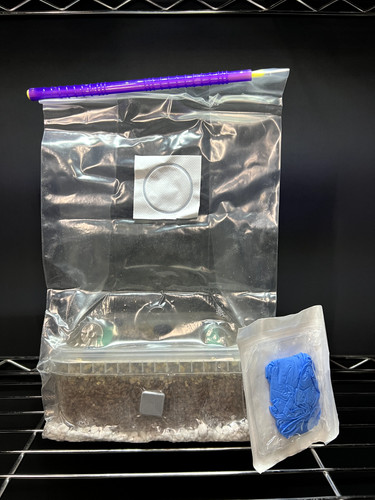 Mushroom grow bags large - mushroom,