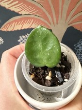 Hoya Chelsea Rooted Cutting