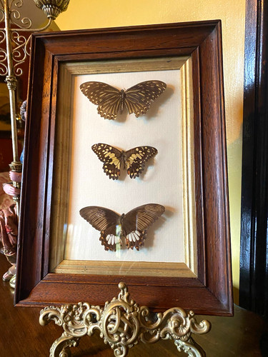 Framed wood mounted - wood,