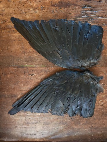 Jack daw wings - daw,