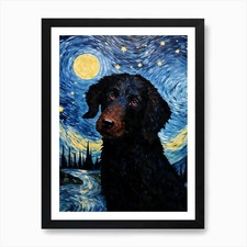 Curly-coated Retriever Starry