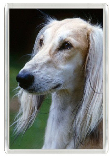 Saluki dog fridge magnet great - dog,