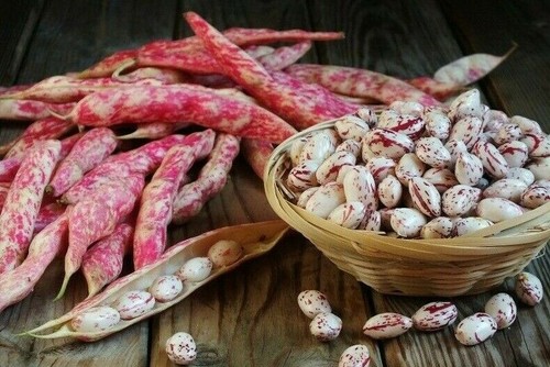 Heirloom borlotto bean - 15,