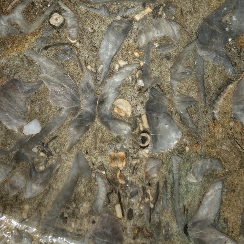 Pounds oz fossil - 5,