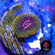 *RARE* GMK 1 Head Zoa Frag
