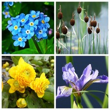 Various pond plants - plants, marginal