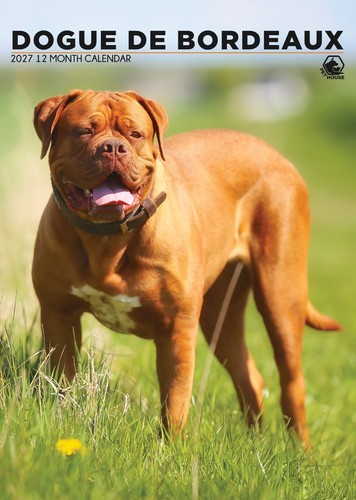 Dogue bordeaux 2027 a3 - dogue,