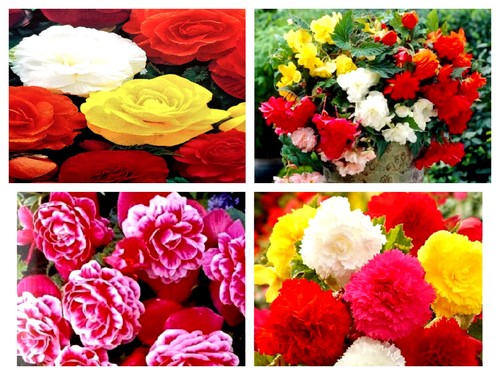 Begonia anemone bulbs corms - begonia,anemone, bulbs/corms