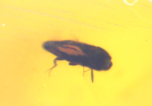 Cretaceous amber fossil - amber,