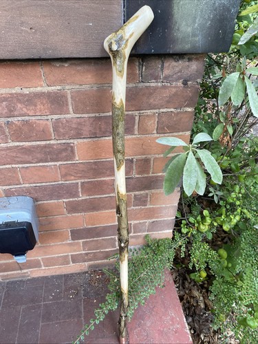 Handmade holly shillelagh - holly,