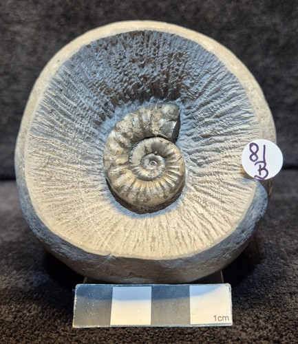 Single ammonite - single,