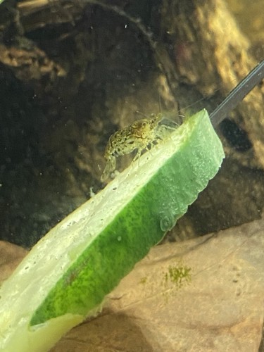 Aquarium shrimp adults and - shrimp,