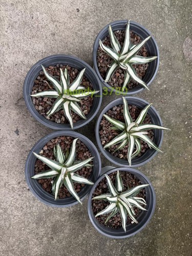 Agave victoria regina white