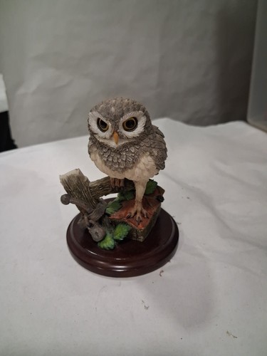 Country artists little owl - owl,