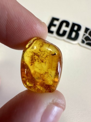 Baltic amber with - amber,