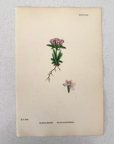 Antique botanical print - antique,