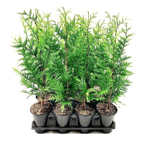 Thuja green giant quart - quart, |