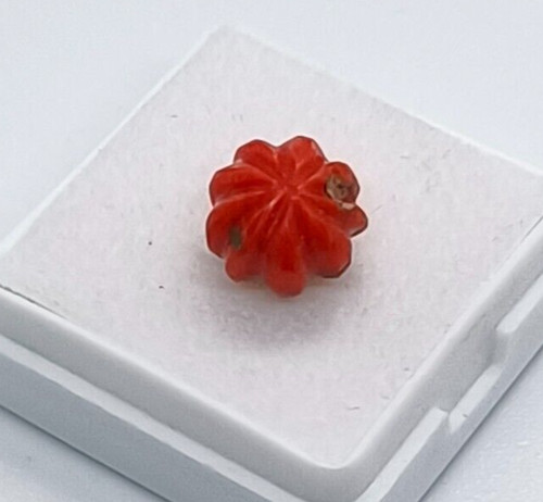 Watermelon red coral - watermelon,