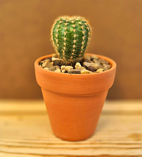 Mammillaria cactus potted - mammillaria,