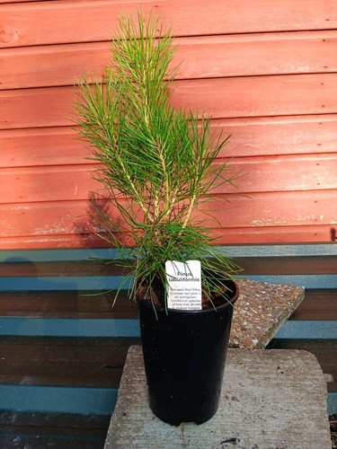 Pinus tabuliformis chinese red - tabuliformis,