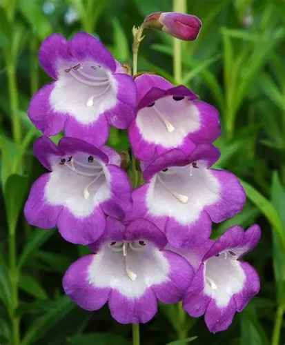 Perennial penstemon czar - 3x,