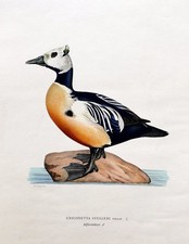 SET OF 4 ORIGINAL ANTIQUE DUCK