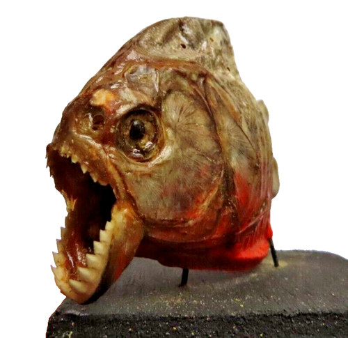 Taxidermy amazonas dried - taxidermy:,