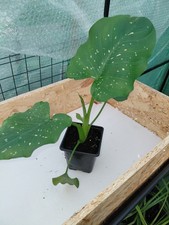 Zantedeschia Hercules  9cm Pot
