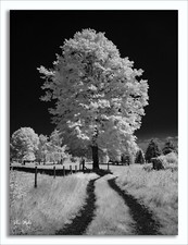 Converted Infrared IR 850nm Panasonic DMC-G10 M43 Camera  59