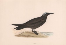 Noddy morris british birds - morris's,