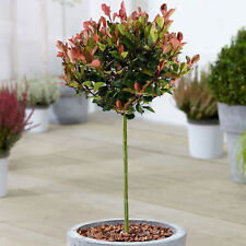 Photinia Little Red Robin |