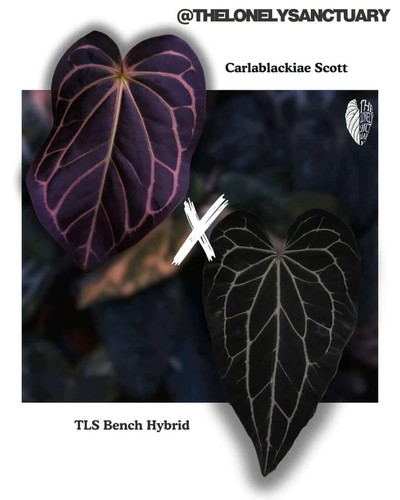 Anthurium carlablackiae