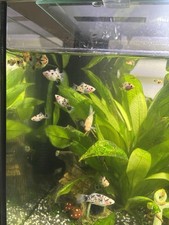 Salt And Pepper Platy Fish
