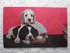 Cocker Spaniel Puppies