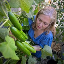 Passandra F1 Cucumber –
