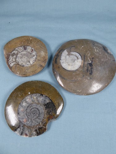 Polished ammonite - polished,