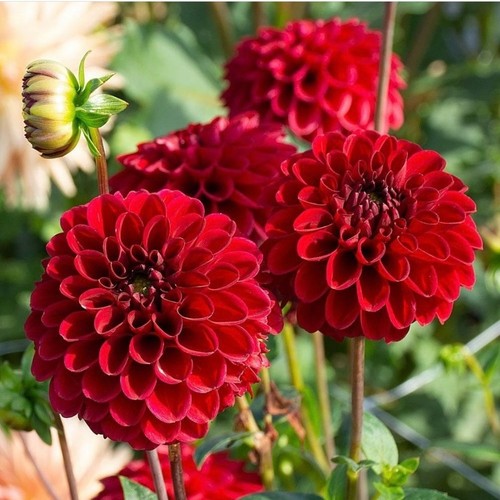 Dahlia variabilis bloody mary - bloody,