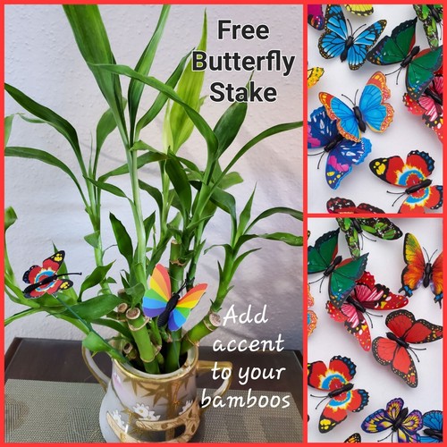 Lucky bamboo free butterfly - 5,