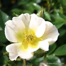 Seagull - Rambling Rose FREE