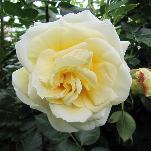 Creme 5 5lt - de, 5.5lt