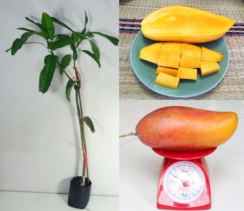 Grafted red ivory mango - red,