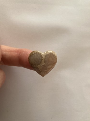 Fossil coral cabachon - cabachon,