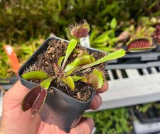 Venus Flytrap Akai Ryu - Red