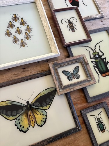 Insect reverse glass paintings - insect,