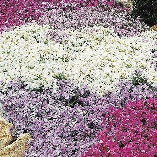 Pack creeping phlox - pack,