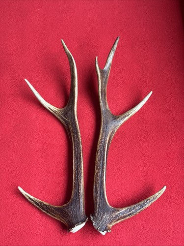 Pair sika deer antlers - pair,