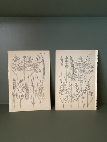 Original antique botanical - antique, /